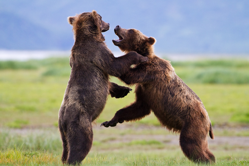 Grizzly Bears Fighting